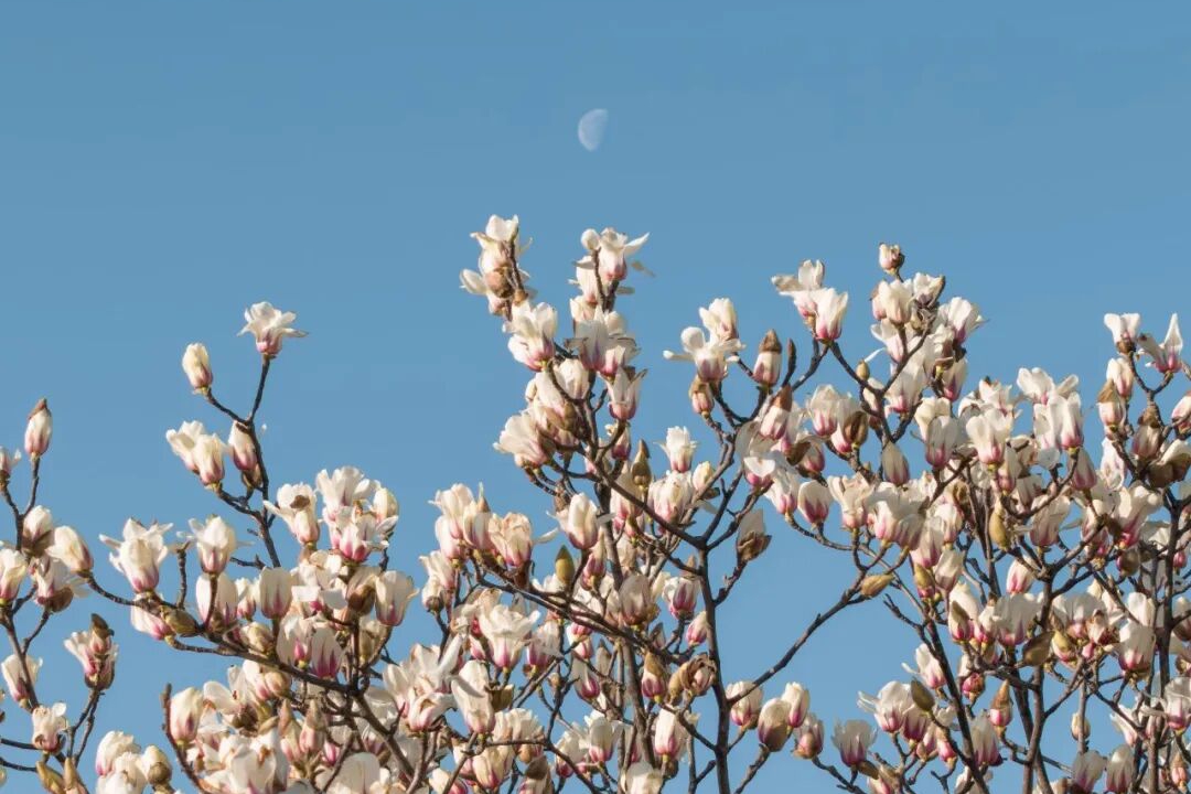 “交大顶流”,一年等一回